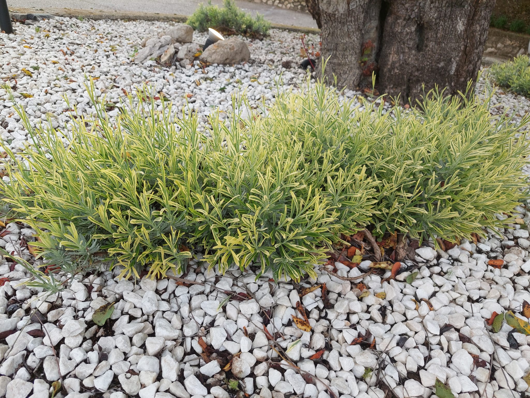 7987145b d33a 45a5 96ff 9e422bb01261