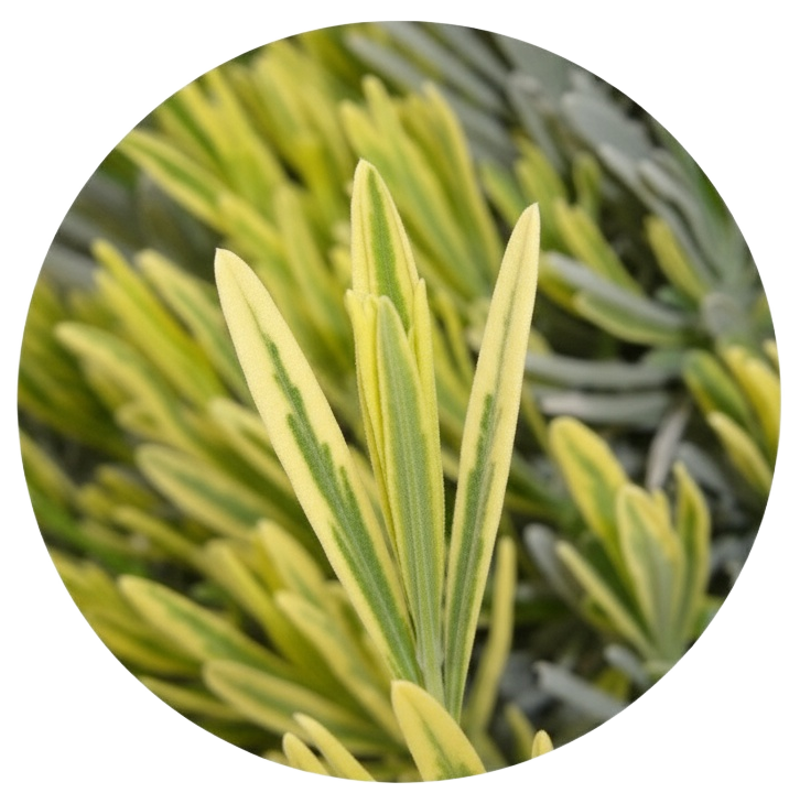 image 2025 10 26 (7)