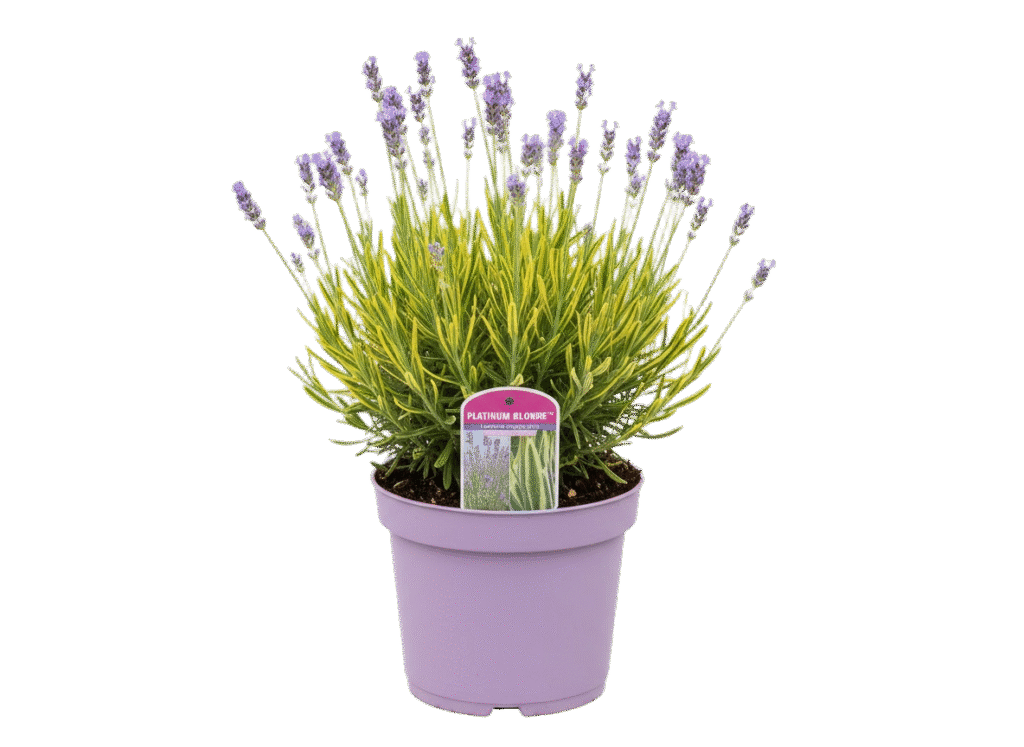 image 2025 10 28 (23)