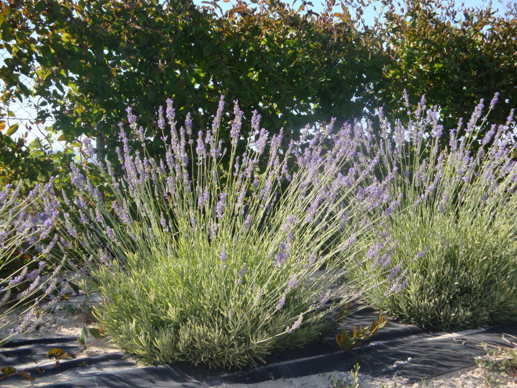 lavanda floración 051